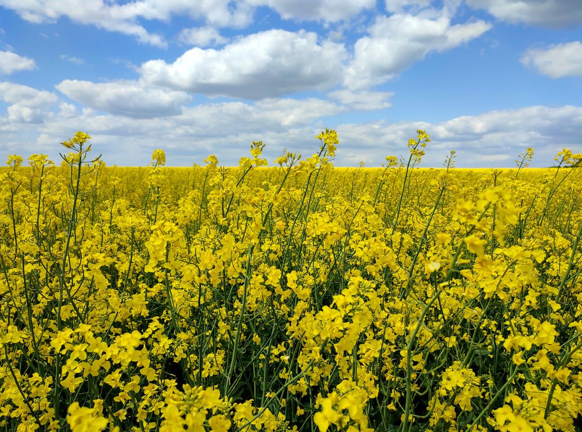 Field of Flowering Yellow Rapeseed. Yellow Rapeseed Flowers Grow in Field