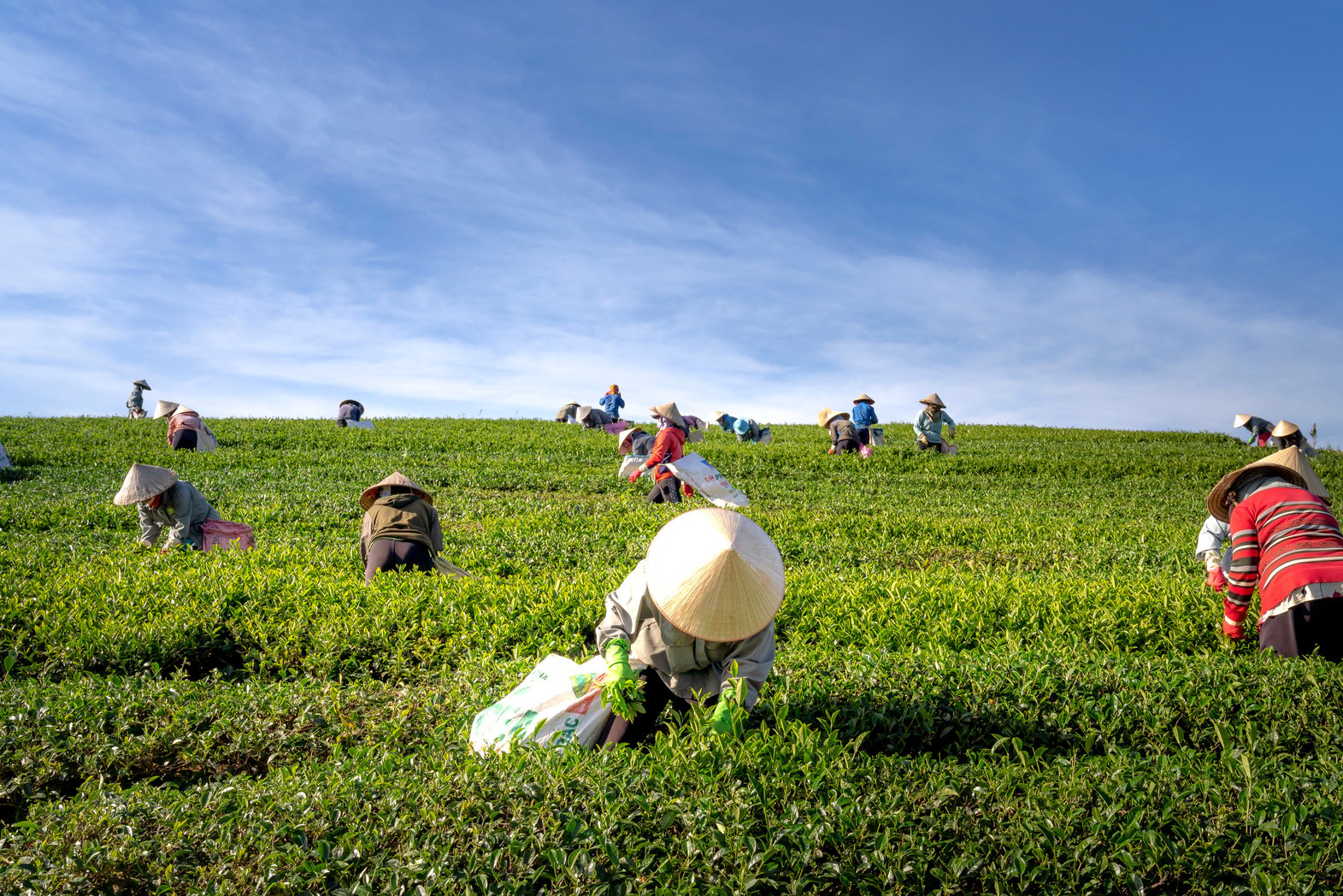 People Harvesting