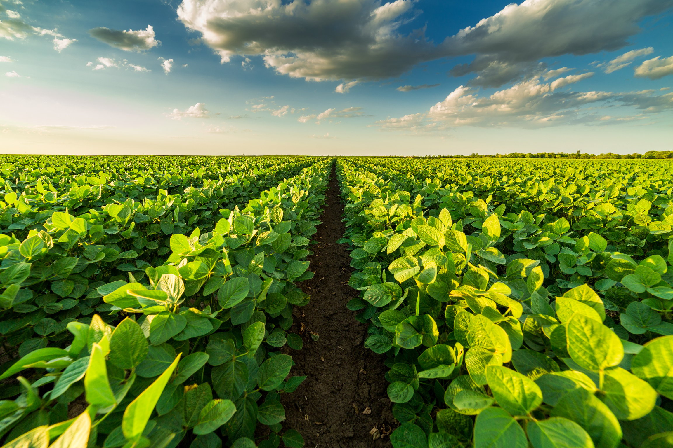 Green ripening soybean field, agricultural landscape