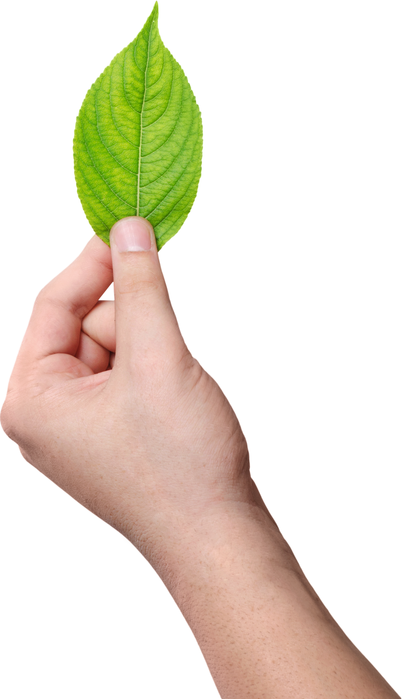 Hand Holding a Leaf