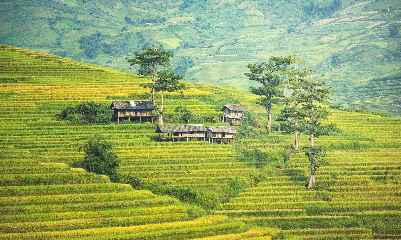 Agricultural Rice Terraces