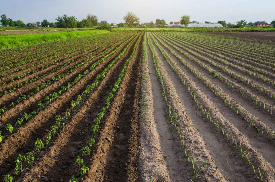 Farm field is half planted with pepper and leek seedlings. Growing vegetables on small farm land shares. Agroindustry. Farming olericulture, agriculture landscape. Farmland.