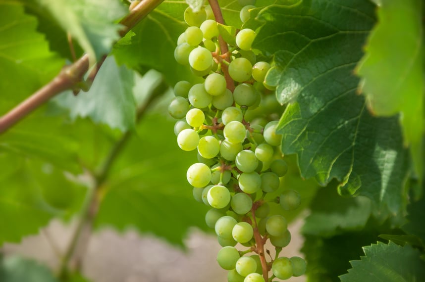 A bunch of young white varieties of grapes with leaves on the vine in the vineyard. Agroindustrial industry.