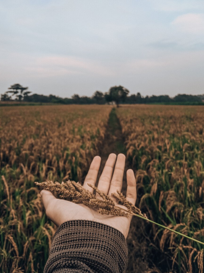 Anonymous farmer in agricultural field with Echinochloa crus galli grass in hand